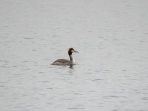 Great Crested Grebe