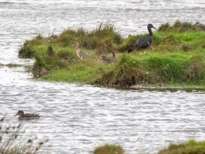 Glossy Ibis