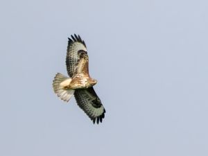 Buzzard
