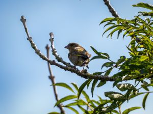 Greenfinch