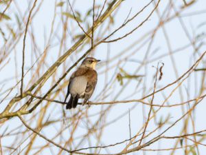 Fieldfare
