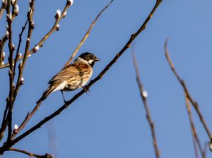 Reed Bunting
