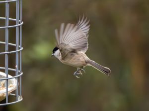 Marsh Tit
