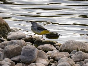 Grey Wagtail