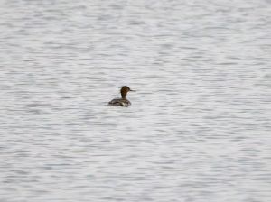 Red-breasted Merganser