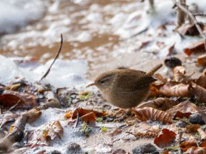 Wren