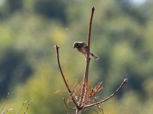 Reed Bunting