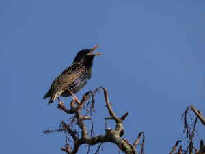 Starling