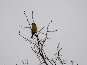 Greenfinch