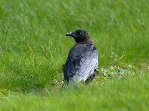 Carrion Crow