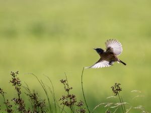 Stonechat