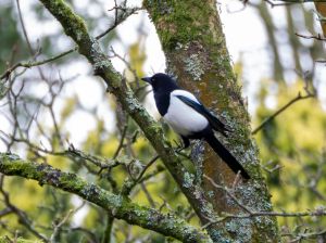 Magpie