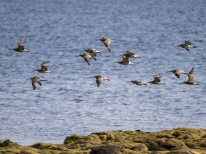 Curlew
