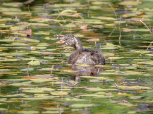 Little Grebe