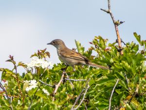 Whitethroat