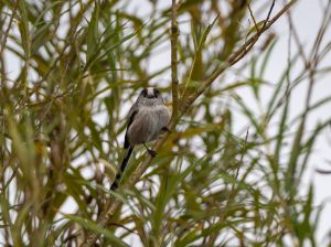 Long-tailed Tit