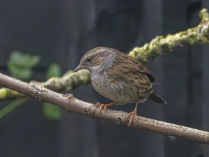 Dunnock