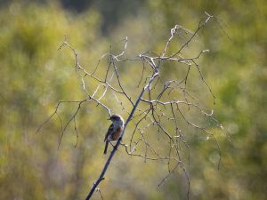 Stonechat