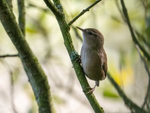 Wren