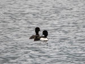 Tufted Duck