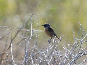 Stonechat