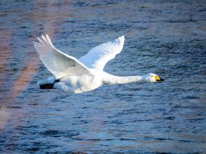 Whooper Swan