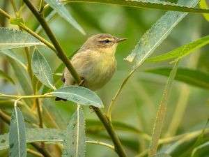 Chiffchaff