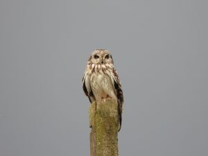 Short-eared Owl