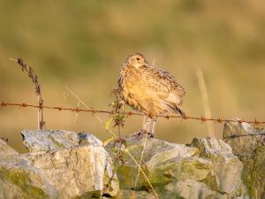 Pheasant