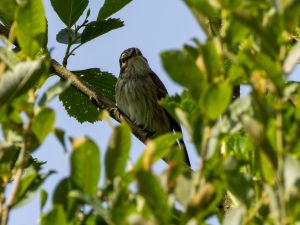 Spotted Flycatcher