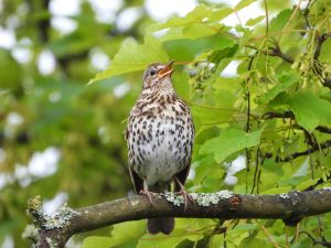 Song Thrush
