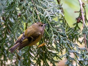 Goldcrest