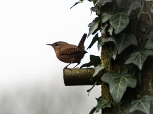 Wren
