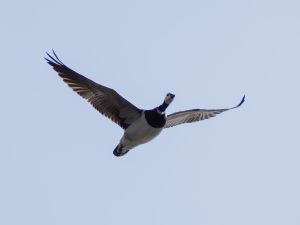 Barnacle Goose
