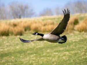 Canada Goose