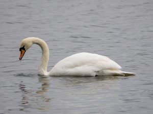 Mute Swan