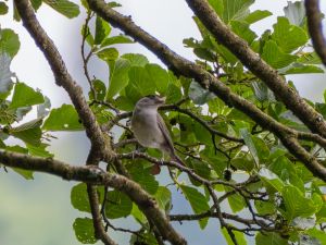 Blackcap