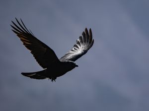 Carrion Crow
