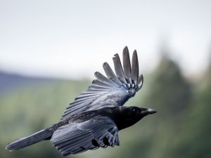 Carrion Crow