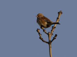 Linnet