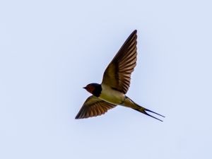 Swallow