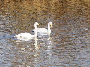 Whooper Swan