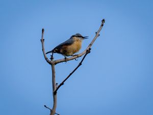 Nuthatch