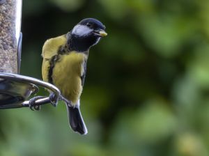 Great Tit