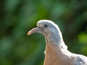 Woodpigeon