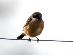 Stonechat