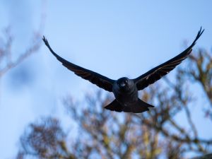 Jackdaw