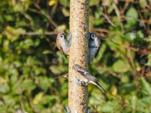 Tree Sparrow