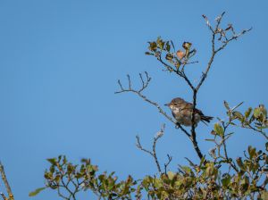 Whitethroat