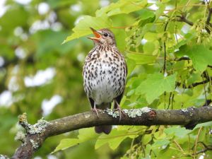 Song Thrush